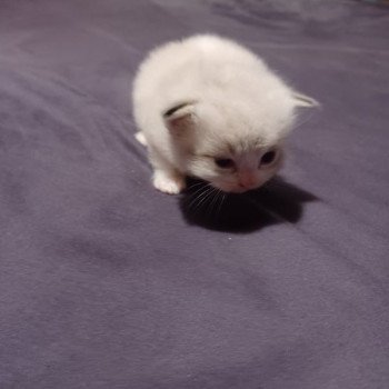 chaton Ragdoll Chatterie de Harrisson Bears