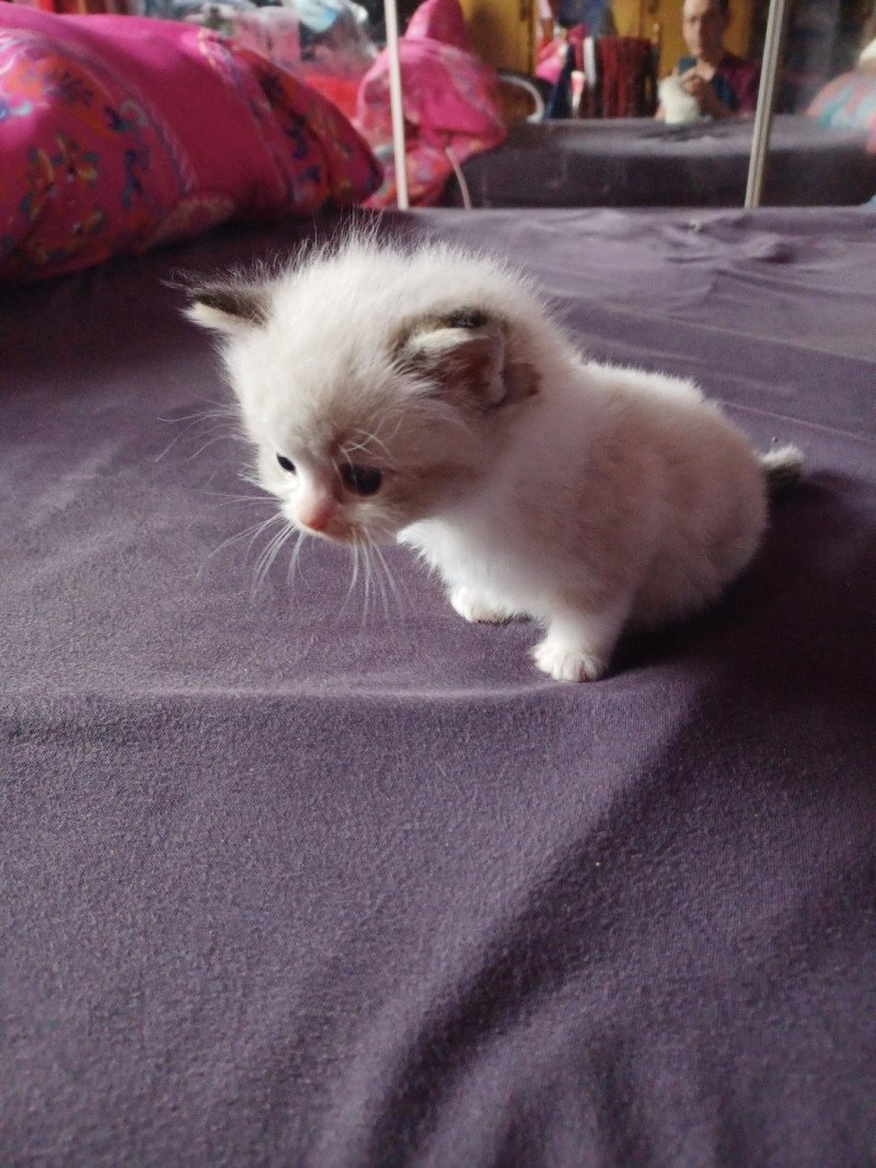 1er chaton (Portée NAOMI ❤ LIVINGSTONE 2023) - Mâle Colorpoint Mâle Ragdoll