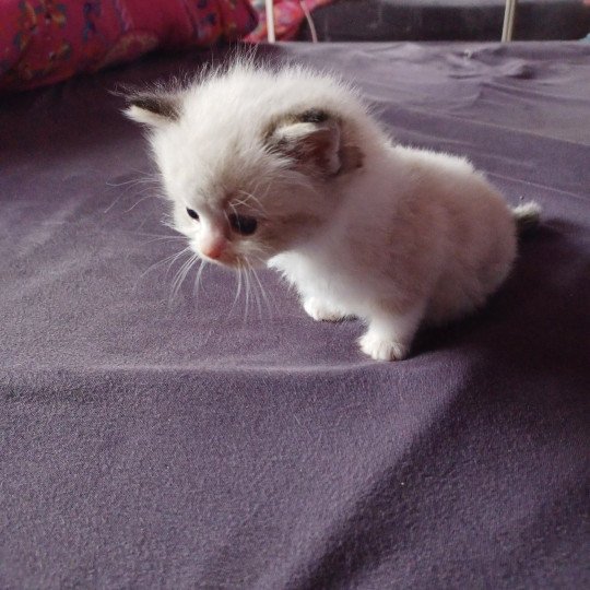 1er chaton (Portée NAOMI ❤ LIVINGSTONE 2023) - Mâle Colorpoint Mâle Ragdoll