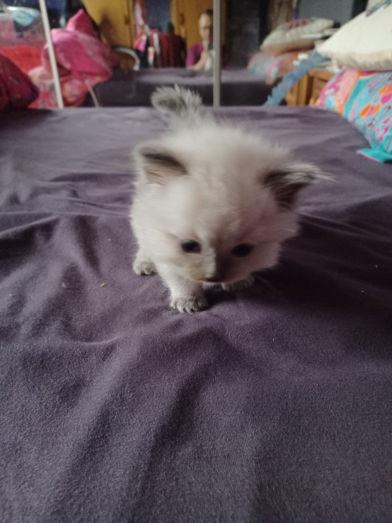 2e chaton (Portée NAOMI ❤ LIVINGSTONE 2023) - Mâle  Mâle Ragdoll