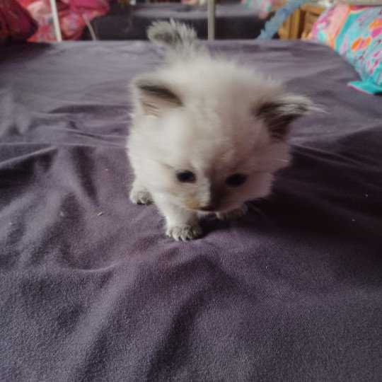 2e chaton (Portée NAOMI ❤ LIVINGSTONE 2023) - Mâle  Mâle Ragdoll