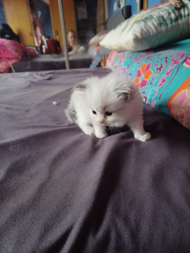 3e chaton (Portée NAOMI ❤ LIVINGSTONE 2023) - Femelle  Femelle Ragdoll