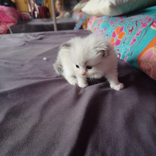 3e chaton (Portée NAOMI ❤ LIVINGSTONE 2023) - Femelle  Femelle Ragdoll