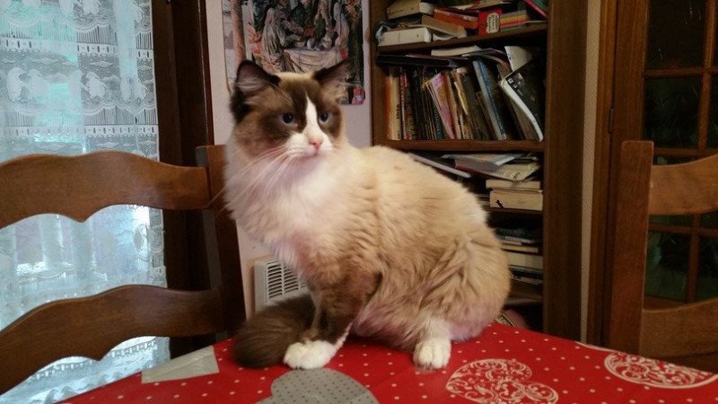 LIVINGSTONE Mâle Ragdoll