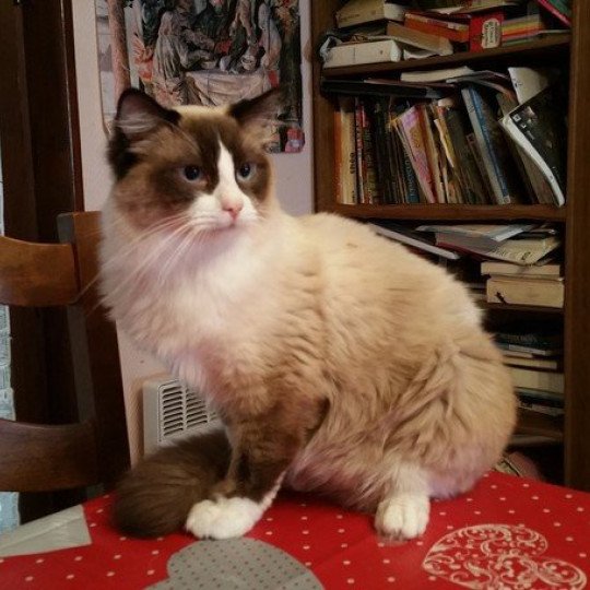 LIVINGSTONE Mâle Ragdoll