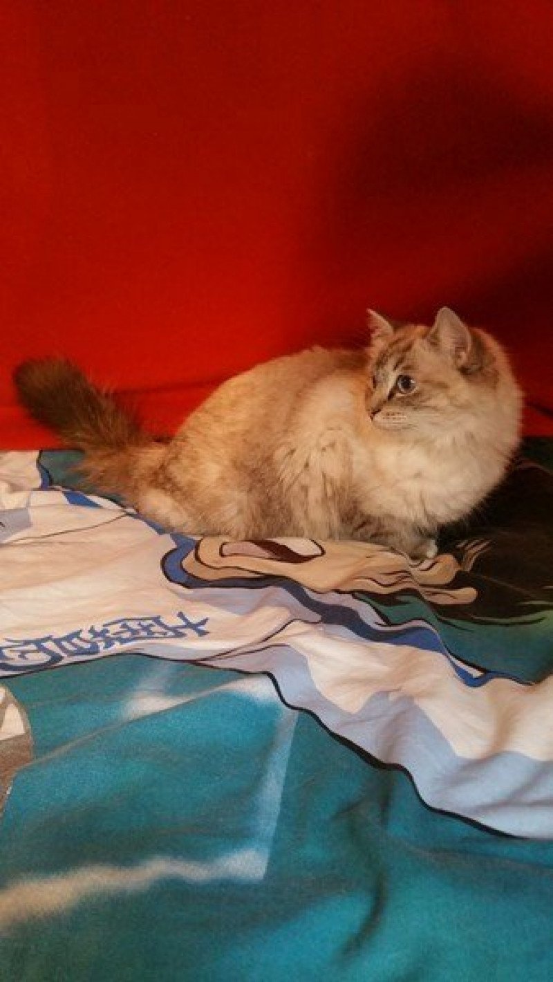 NAOMI Femelle Ragdoll