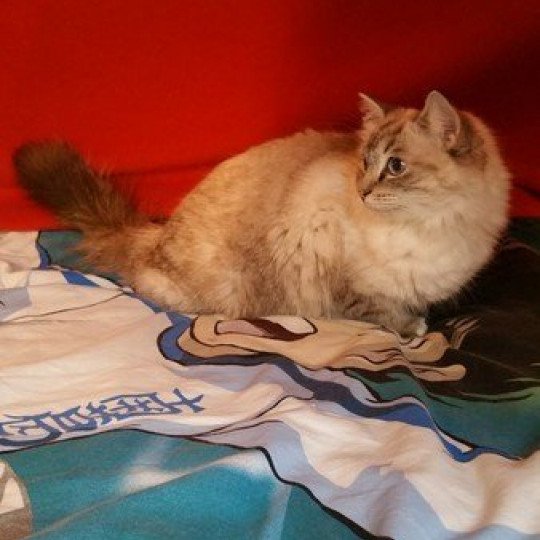 NAOMI Femelle Ragdoll