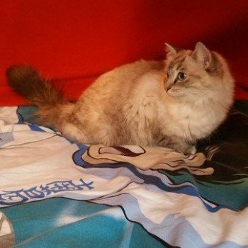 NAOMI Femelle Ragdoll