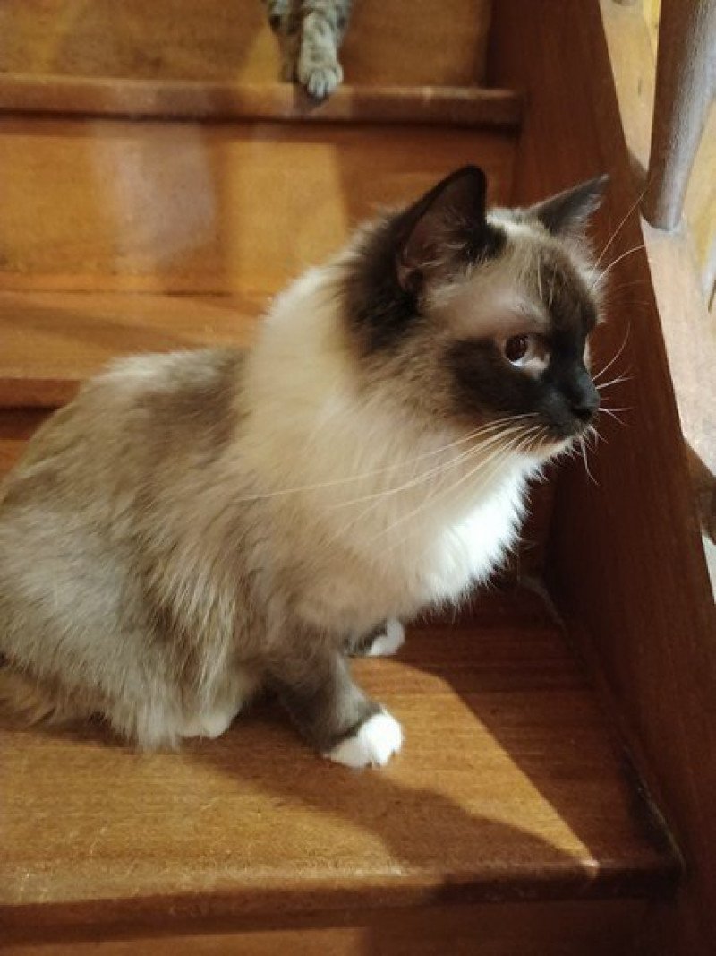 QWICKY Femelle Ragdoll