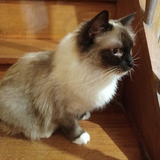 QWICKY Femelle Ragdoll