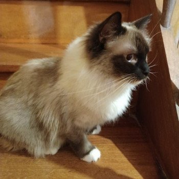 chat Ragdoll QWICKY Chatterie de Harrisson Bears