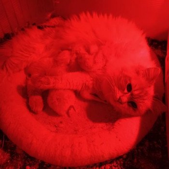 Portée NAOMI ❤ LIVINGSTONE 2023